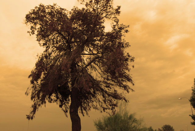 Dead Pine and Dark Sky #4 Sepia